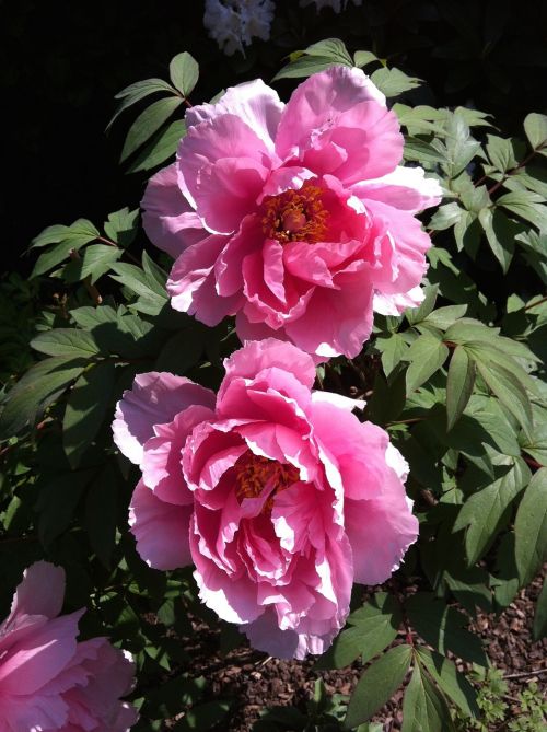 peonie flower pink