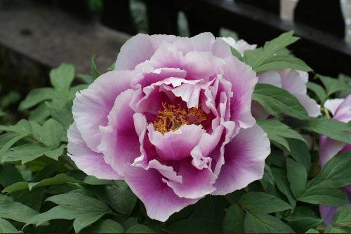 peonie flower garden