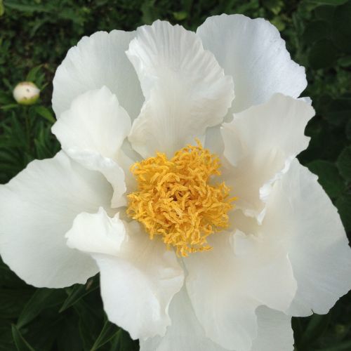 peonies flowers white