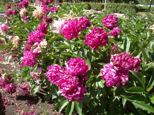 peonies red flower bed