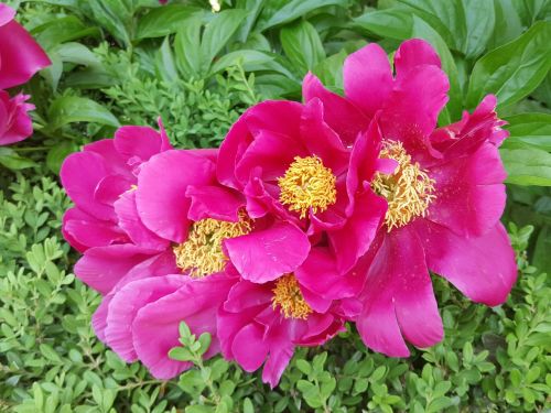 peonies world transport red color