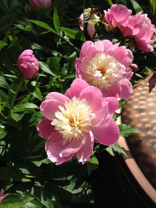 peonies blossoms garden