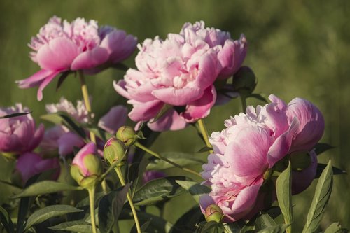 peonies  pink  summer