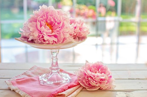 peonies  peony  flowers