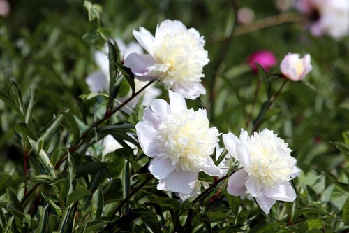 peonies  flowers  bloom