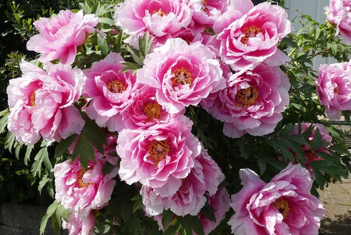 peonies  bush  roses