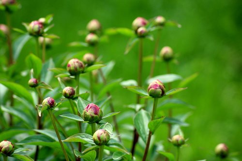 peonies  the buds  flowers