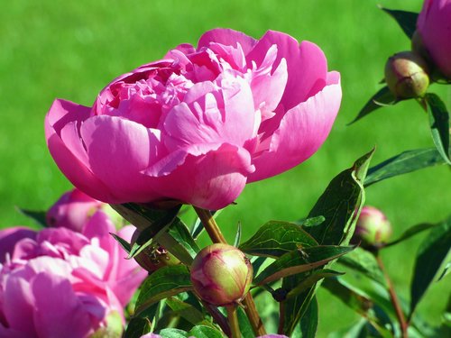 peonies  flowers  pink