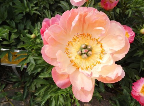 peonies flowers pink