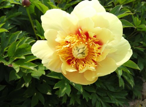 peonies flowers yellow