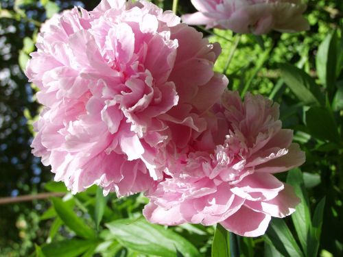 peony pink blossom