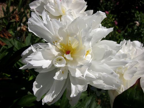 peony flower white