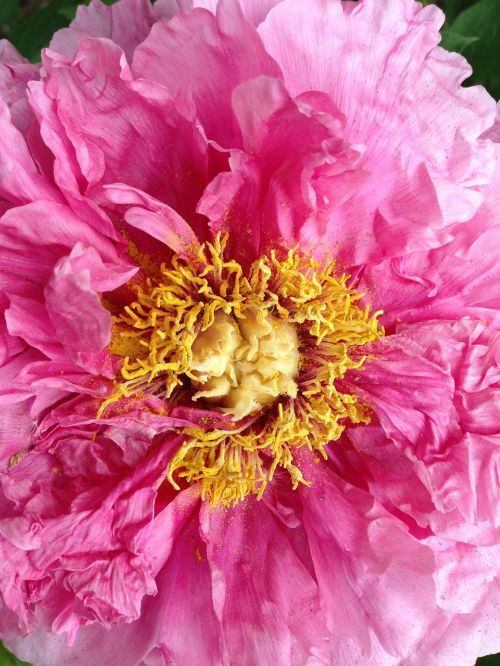 peony pink petals