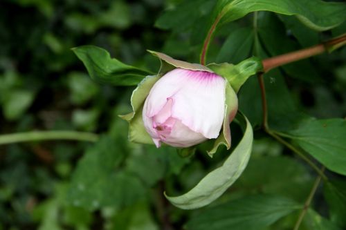 peony flower flowering