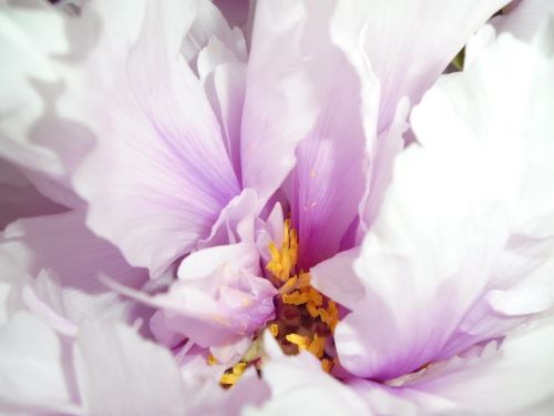 peony flower pink