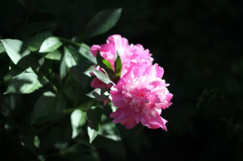 peonies flowers pink flower