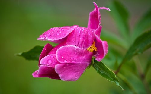 peony red plant