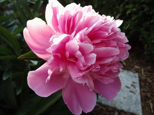 peony pink blossom