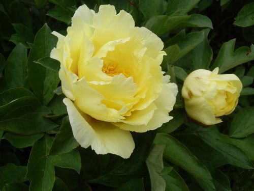 peony cream color flowers