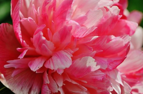 peony flower pink