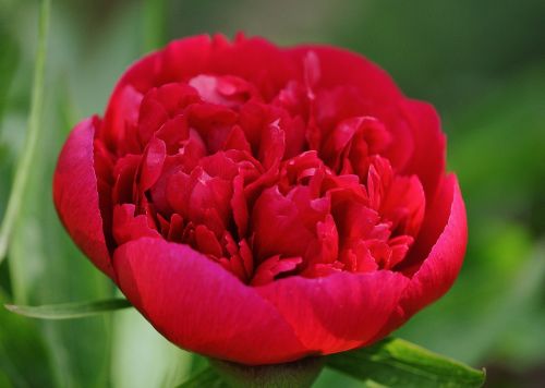 peony flower red