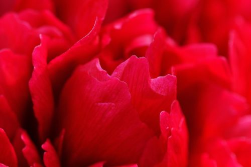 peony flower red