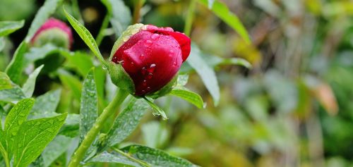 peony rain drip