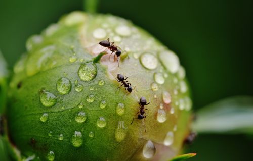 peony bud ants
