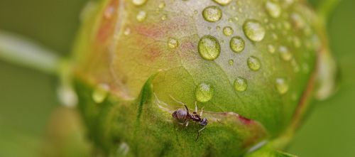 peony bud ants