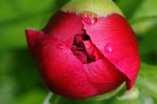 peony rain drip