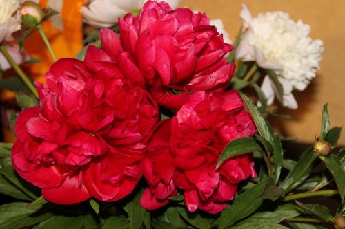 peony red flowers