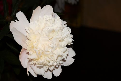 peony white blossom