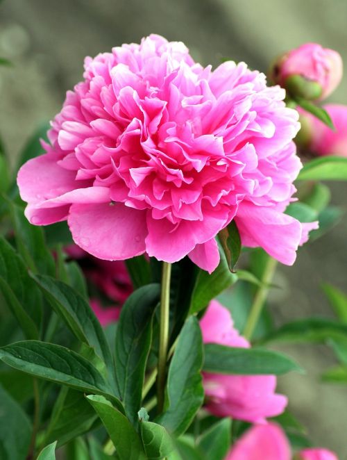 peony flower pink