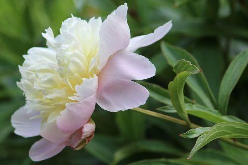 peony white blossom