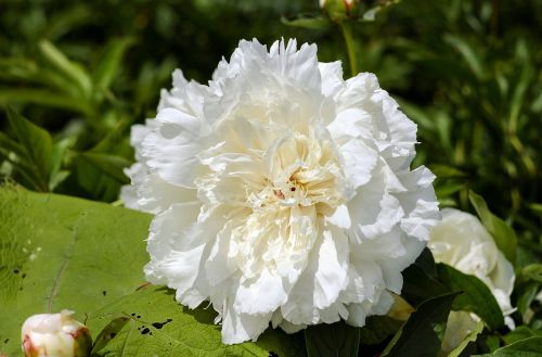 peony flower blossom