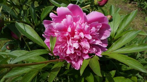 peony pink plant