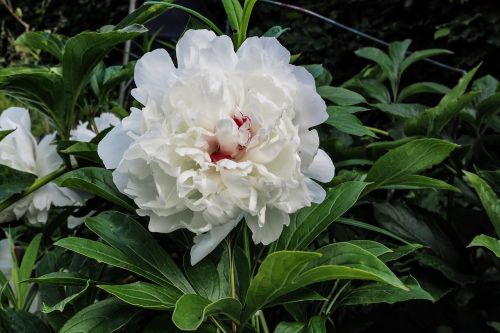 peony paeonia blossom