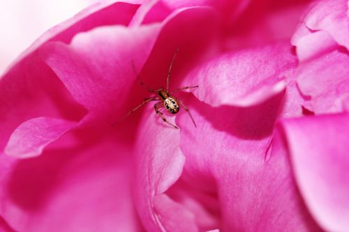 peony spider nature