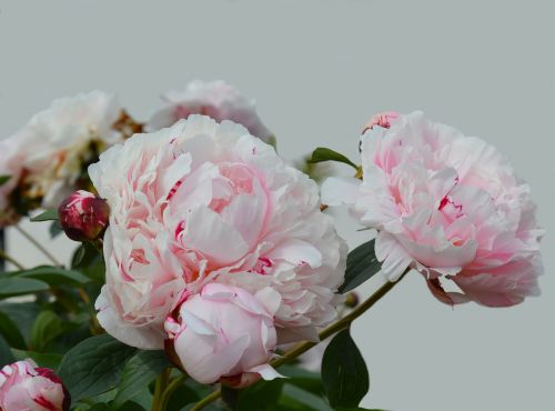 peony blossom bloom