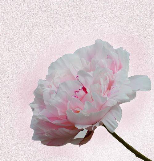 peony pink blossom