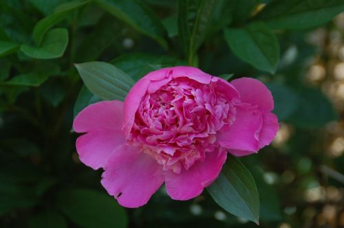 peony pink flower