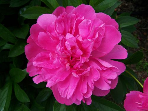 peony pink flower flower garden