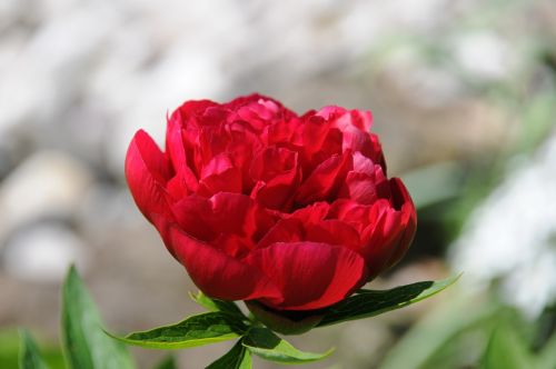 peony red flower