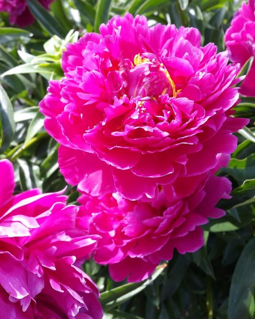 peony dacha bloom