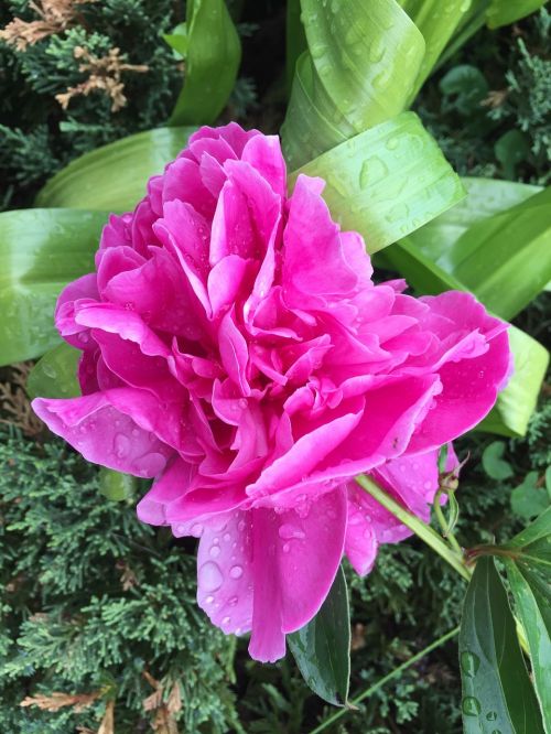 peony flower pink