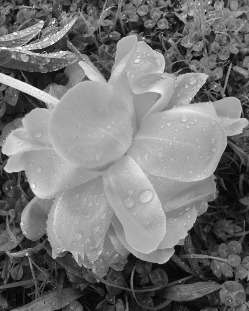 peony dew drops black and white