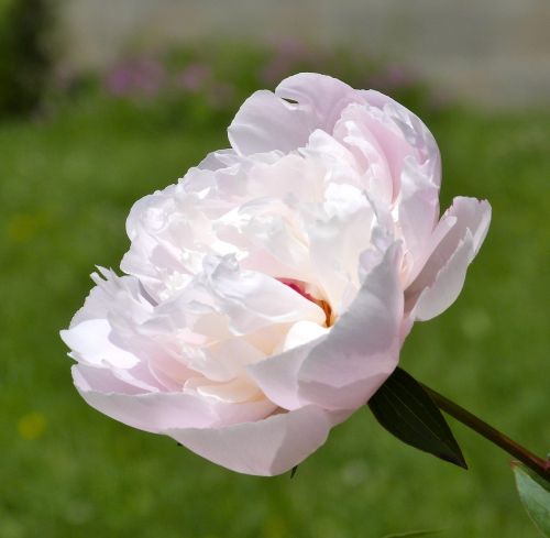 peony flower blossom