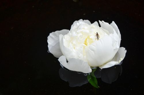 peony flower white