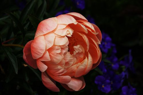 peony pink flower