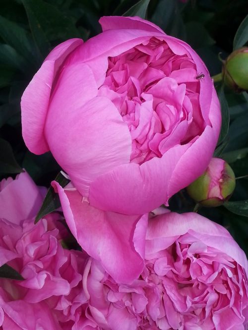 peony pink garden